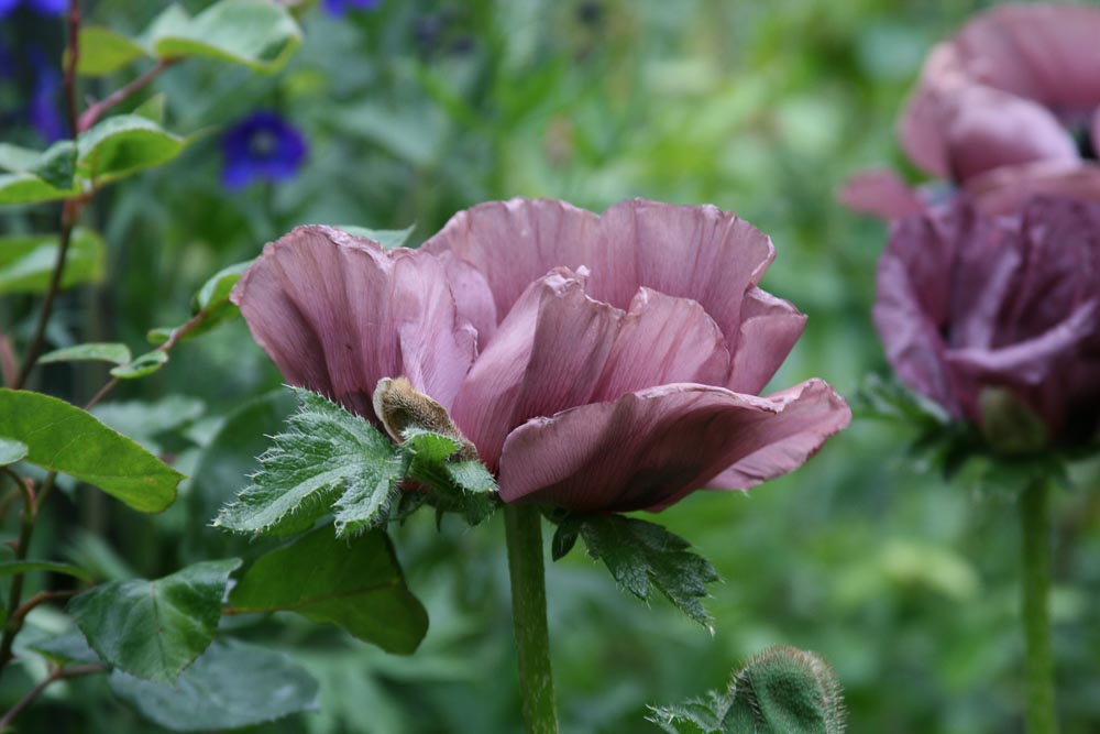 a memorable day at Butchart Garden filled with early summer flowers.